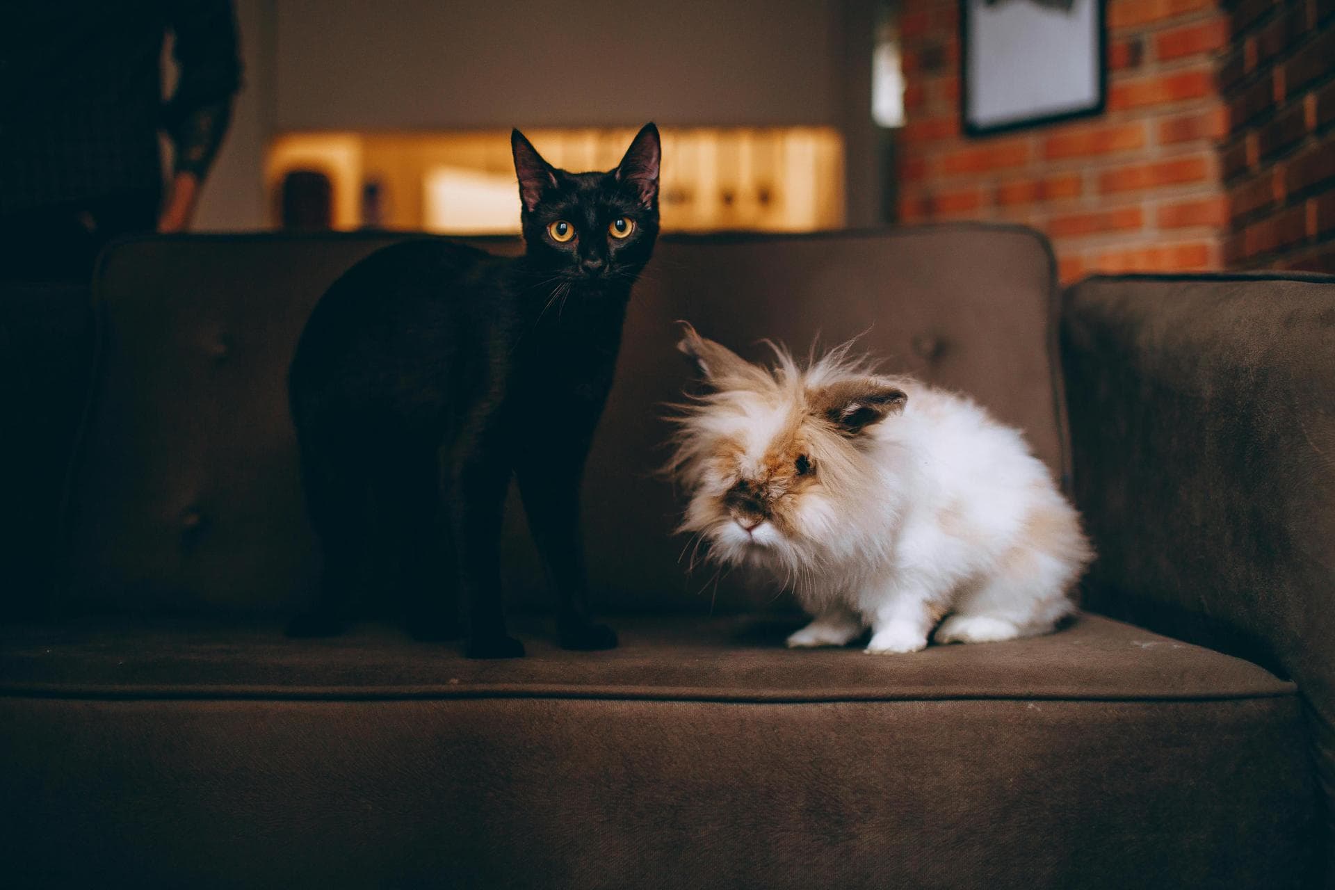 Emergency vets in Hamilton