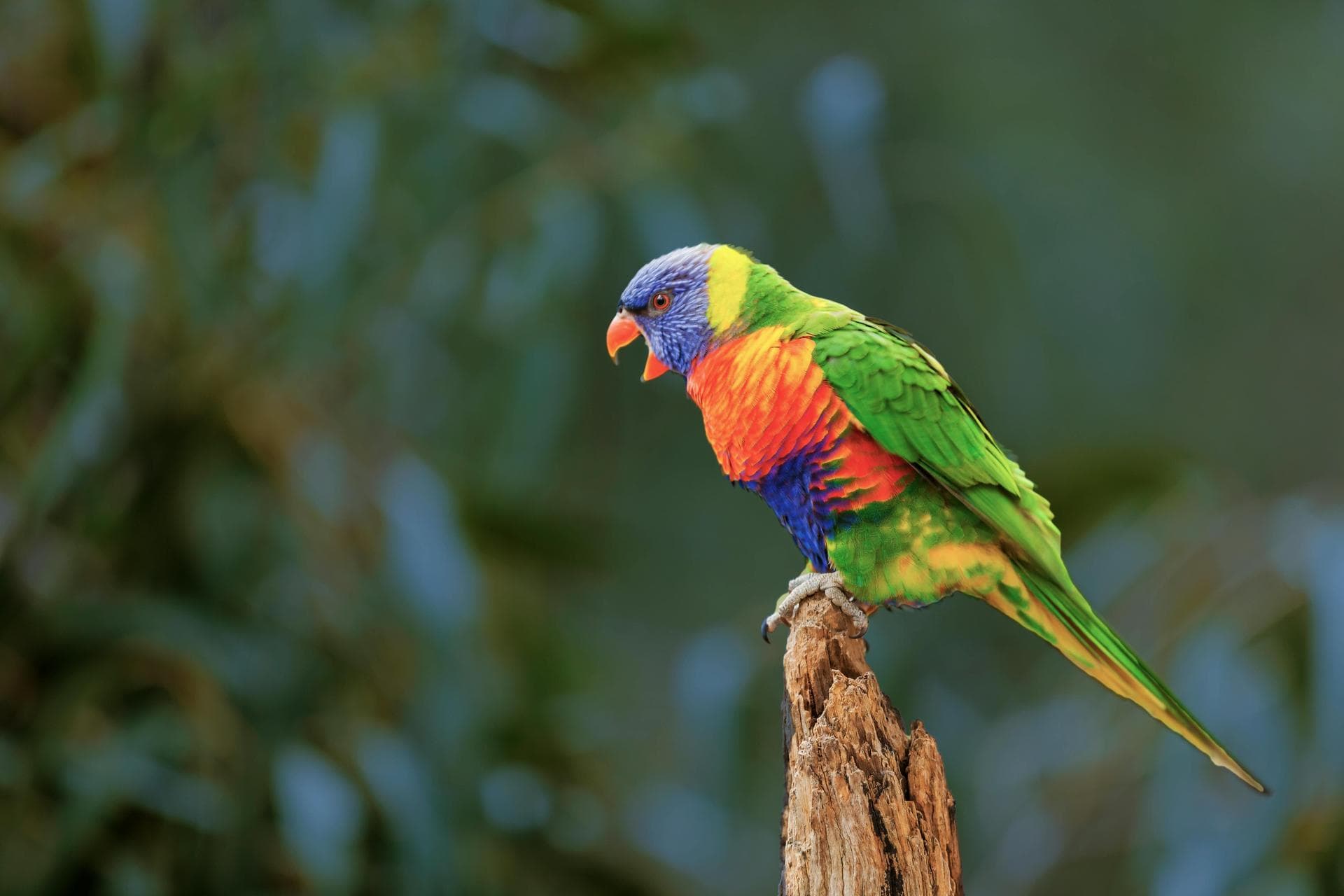 Specialist Vets in Hamilton