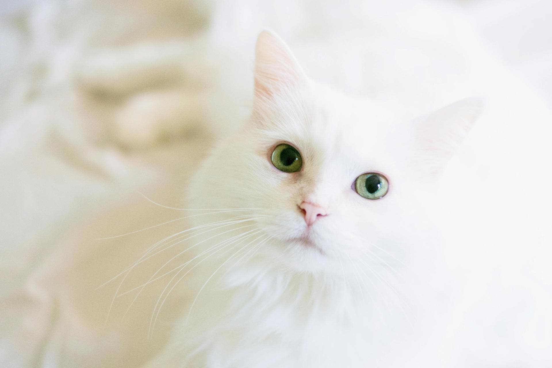 Dog & Cat Vets in Hamilton